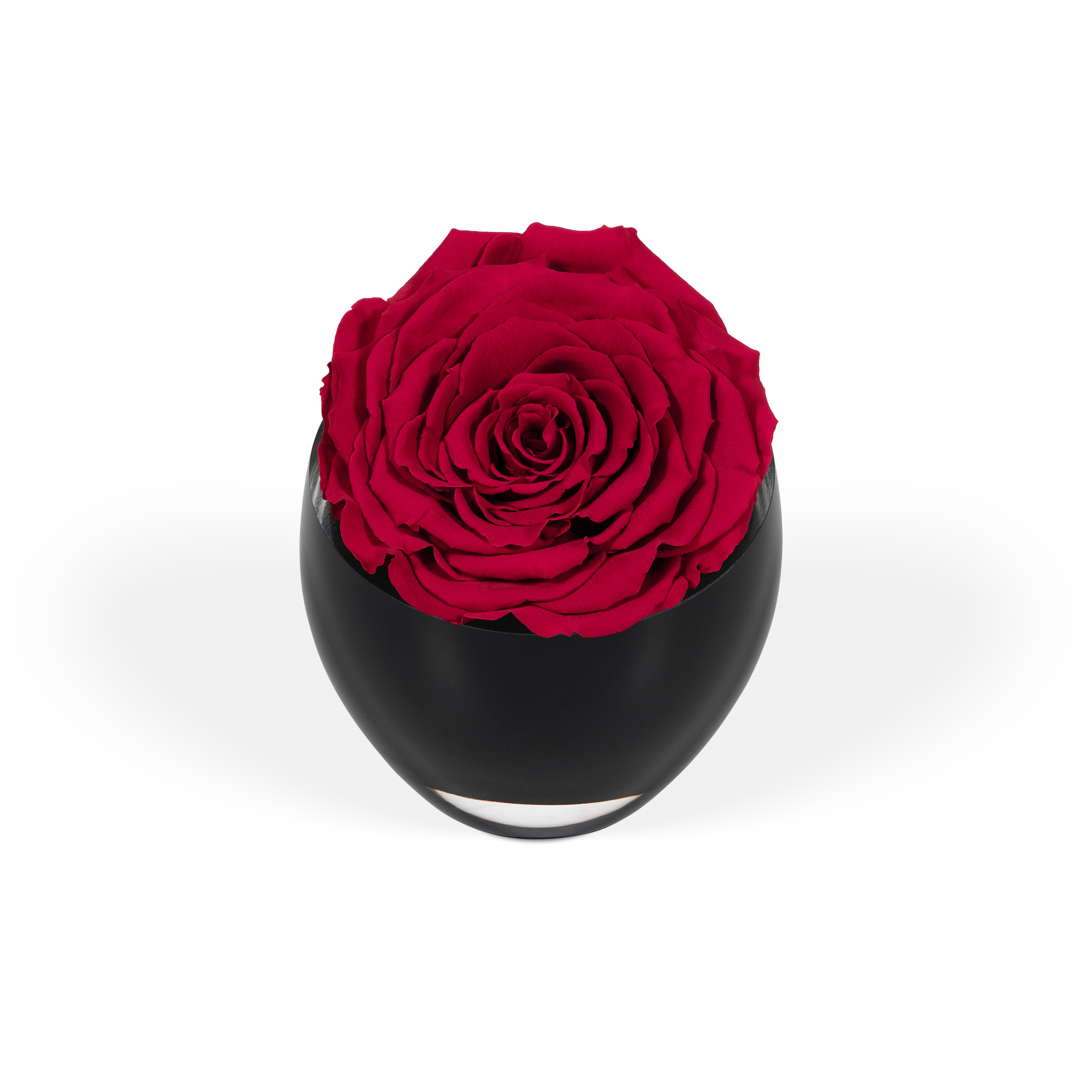 The Infinite Rose Delivered Across Los Angeles OnlyRoses